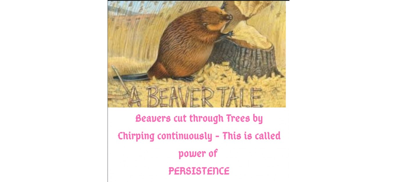 The Power of Persistence - Lessons from the Beaver The Power of Persistence - Lessons from the Beaver